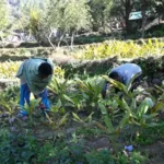 प्राकृतिक खेती से बदली किस्मत: हल्दी की फसल बनी किसानों की नई उम्मीद