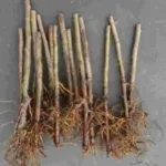 बजौरा फार्म से इटली के सेब के फेदर पौधों का वितरण शुरूबागवानी विभाग की पहल, A-ग्रेड पौधे ₹500 प्रति पौधा उपलब्ध